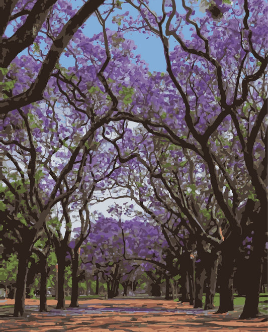 Jacaranda